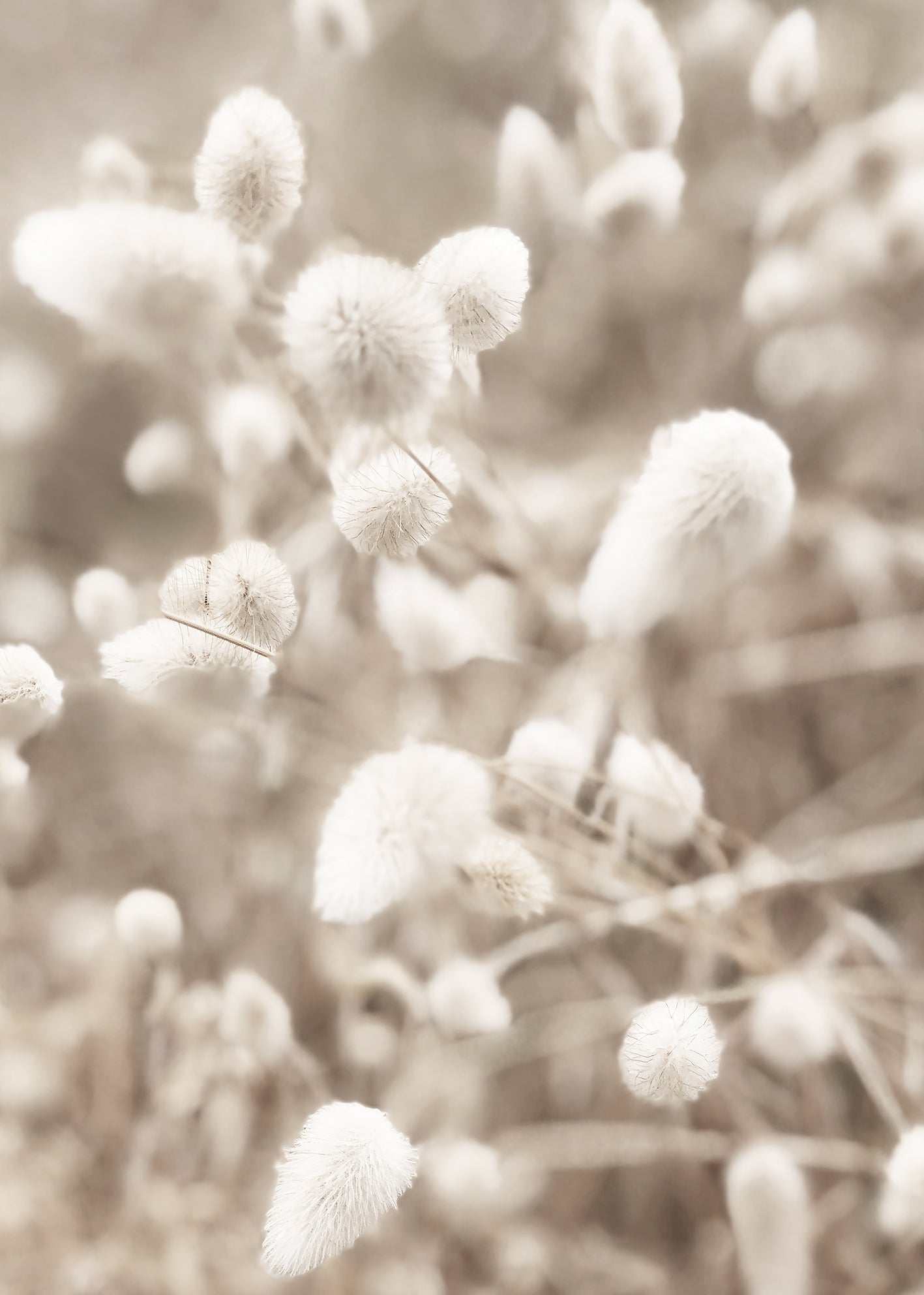 Canvastavla - Fluffy
