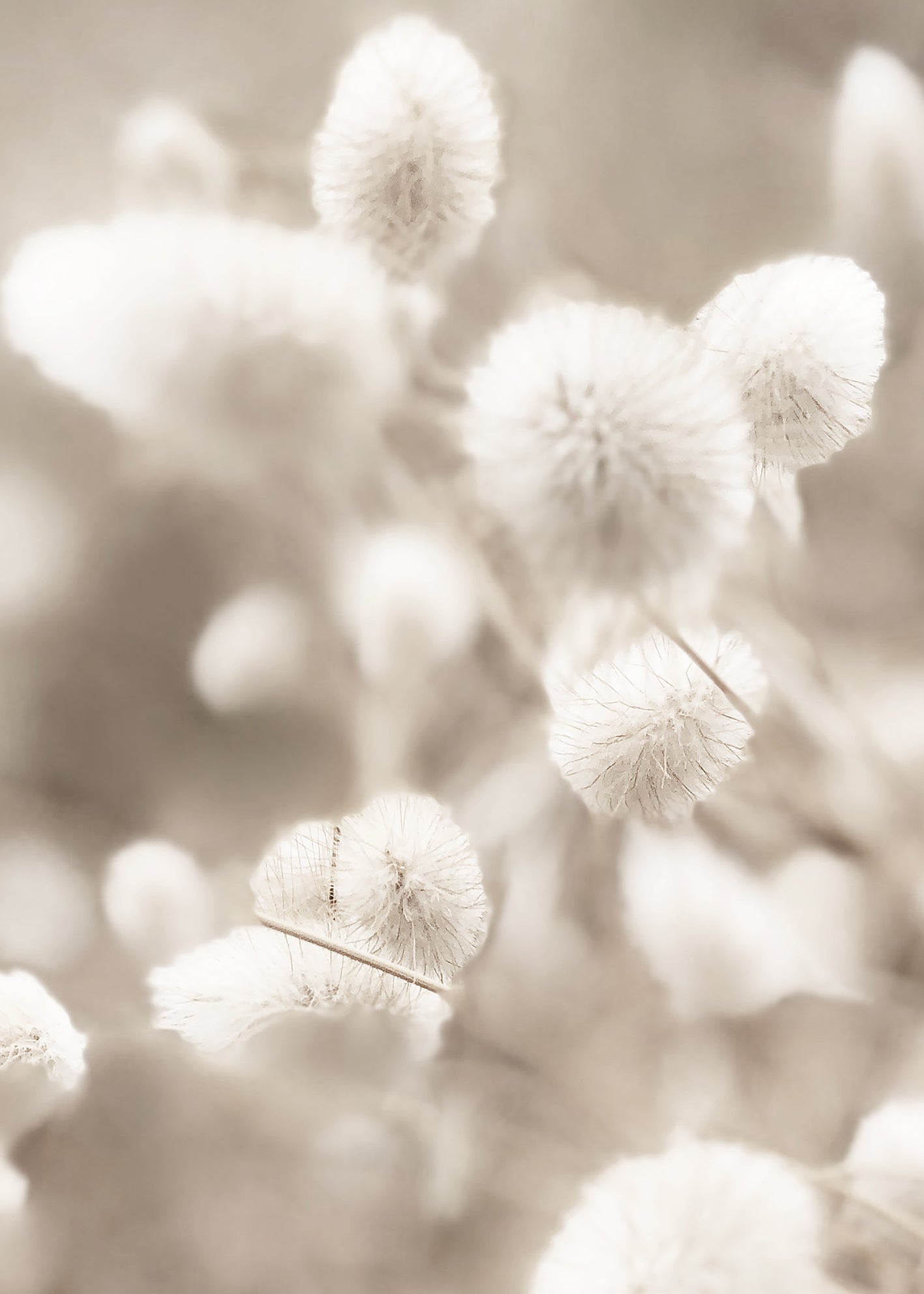 Canvastavla - Fluffy
