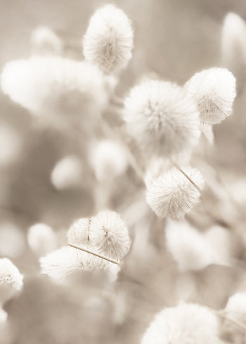 Canvastavla - Fluffy