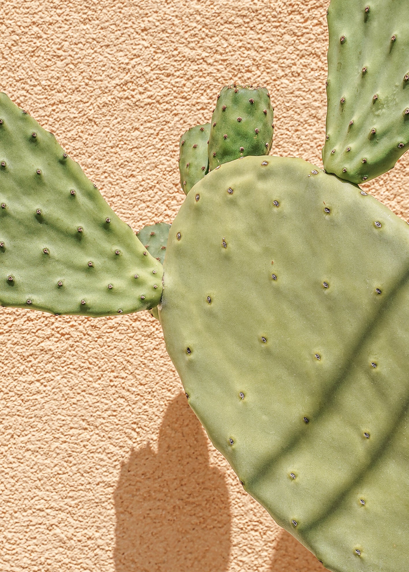 Ljuddämpande tavla - Cactus Shadow