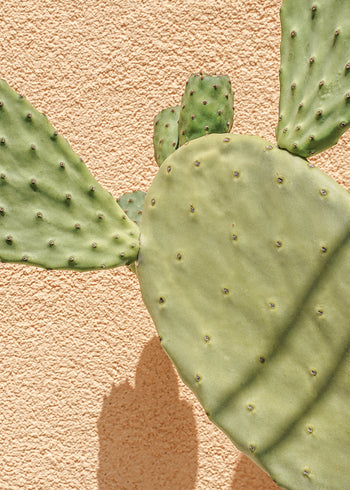 Ljuddämpande tavla - Cactus Shadow