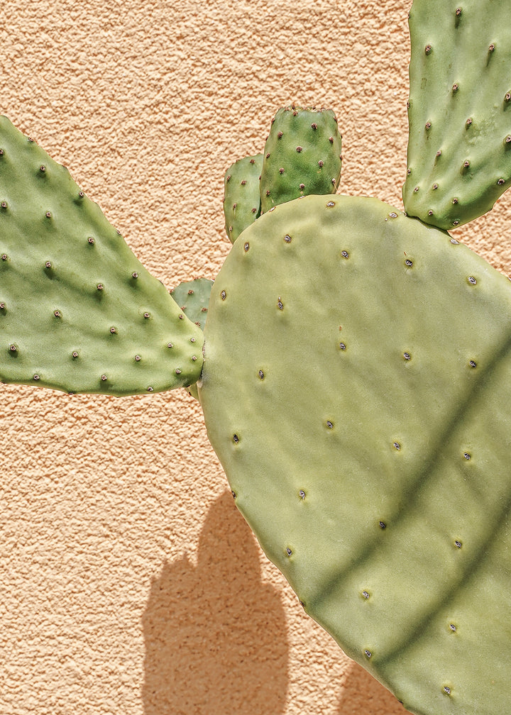 Ljuddämpande tavla - Cactus Shadow