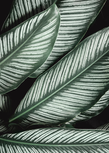 Canvastavla - Green Leaf
