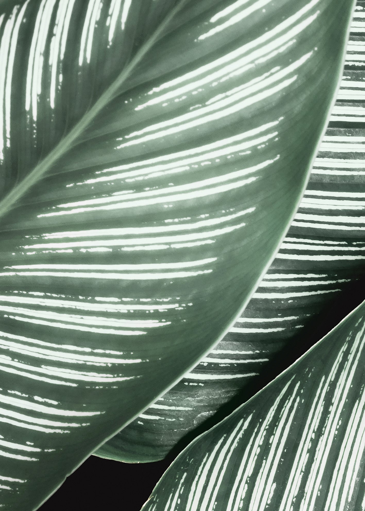 Canvastavla - Green Leaf