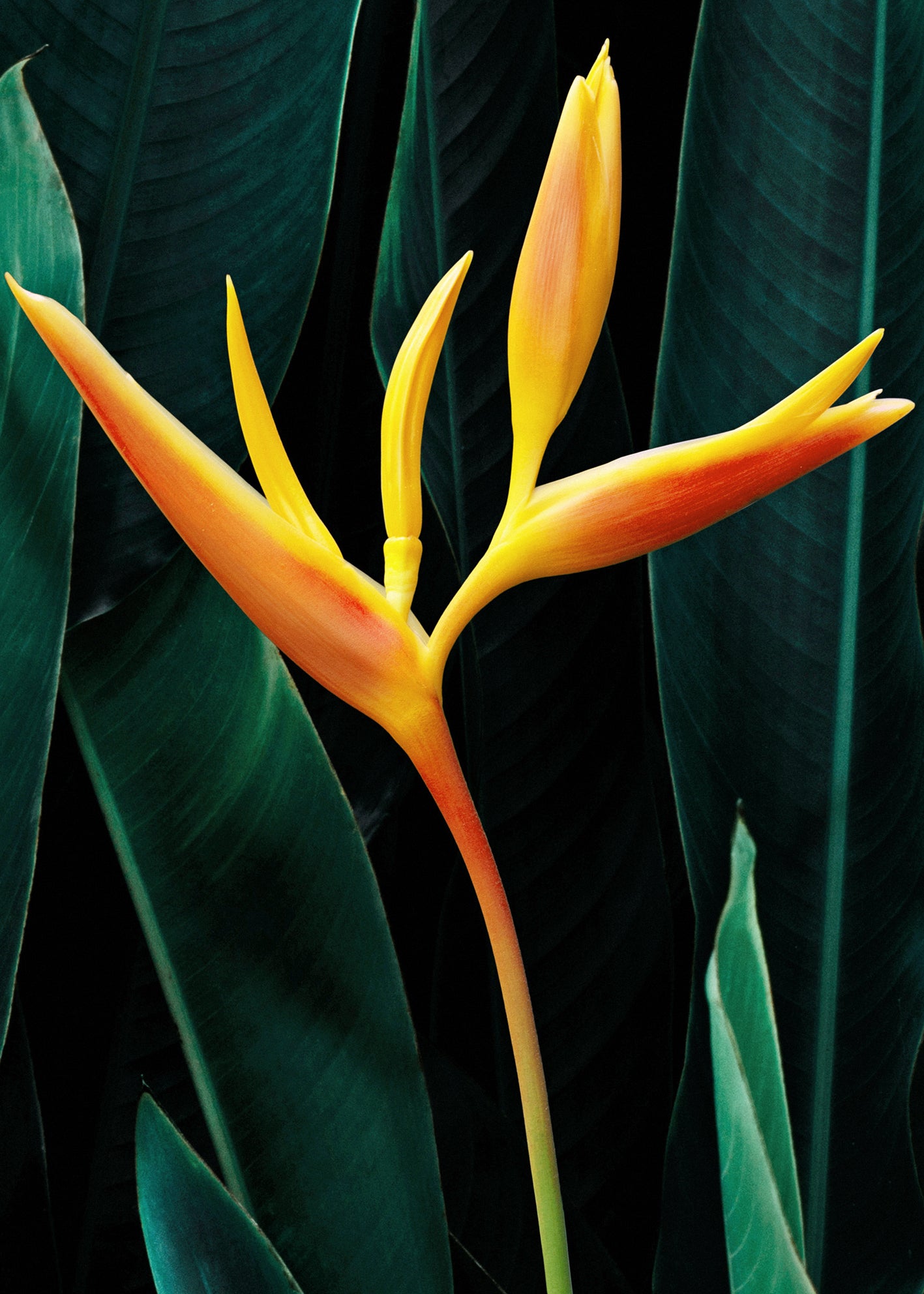 Canvastavla - Tropical (45x60)