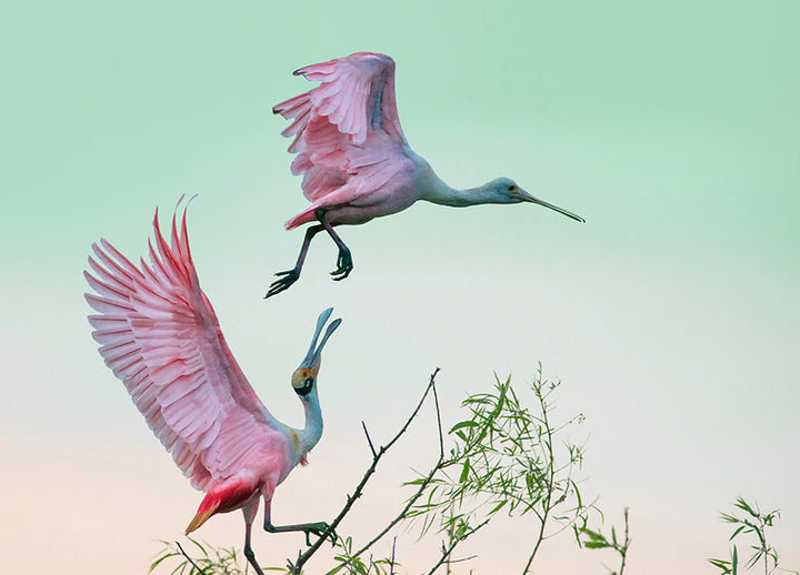 Canvastavla - Roseate Spoonbills Den (100x150)