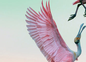 Canvastavla - Roseate Spoonbills Den (100x150)