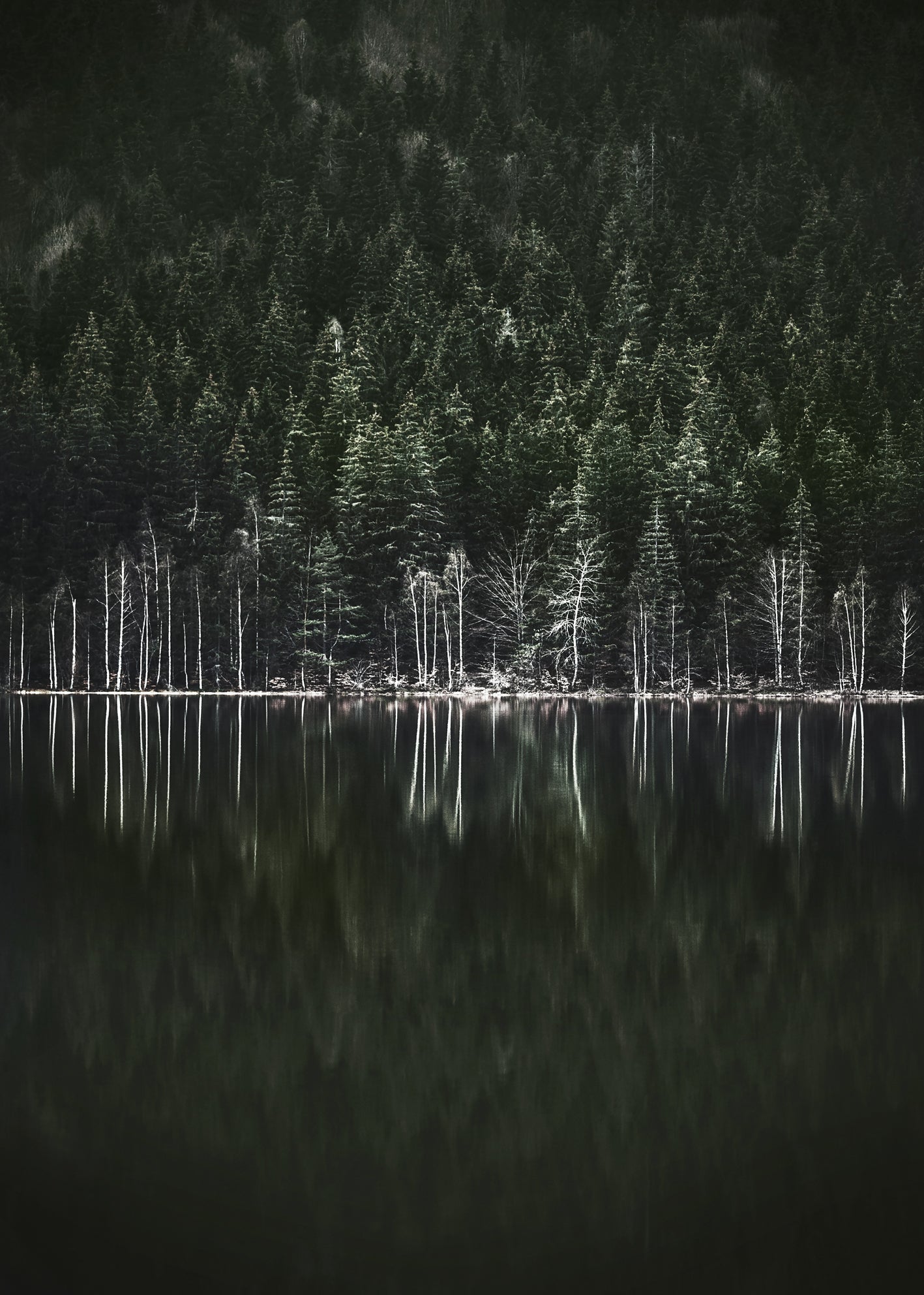 Ljuddämpande tavla  - Moody Forest