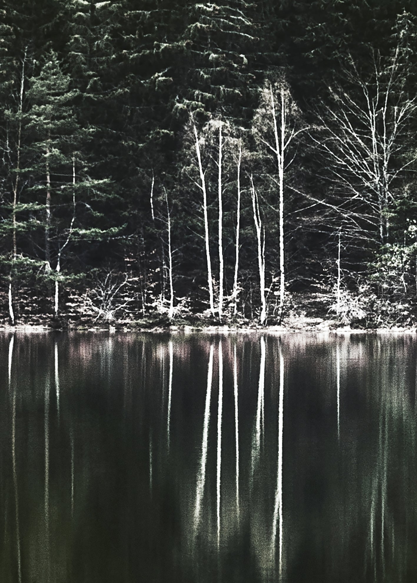Ljuddämpande tavla  - Moody Forest