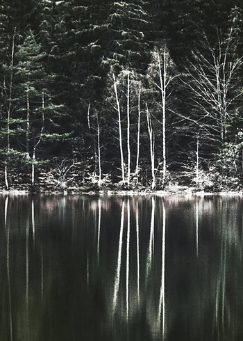 Ljuddämpande tavla  - Moody Forest