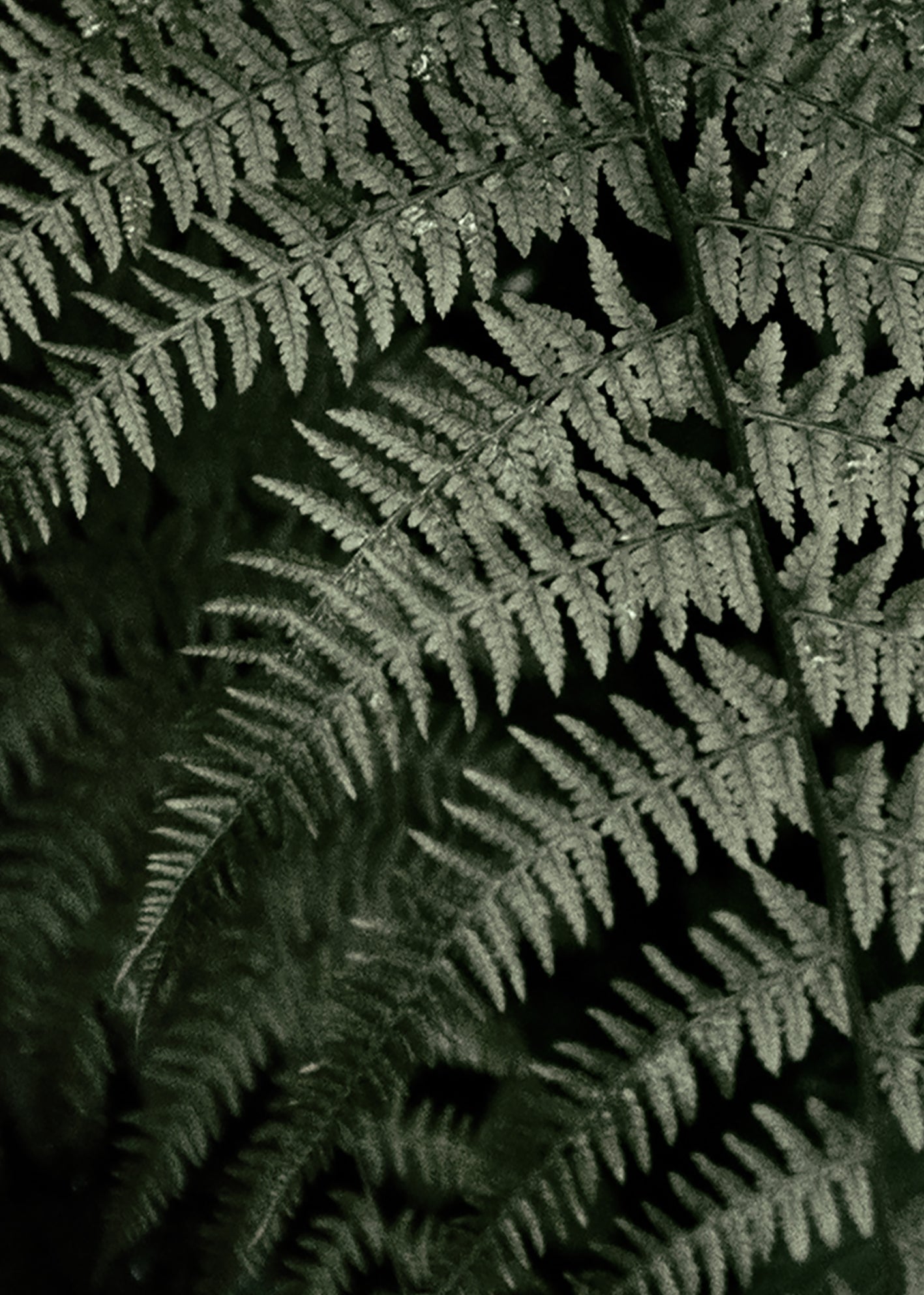 Ljuddämpande tavla - Fern Forest
