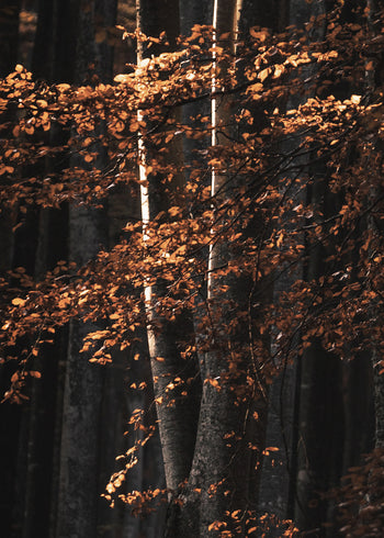 Ljuddämpande tavla  - Golden Tree