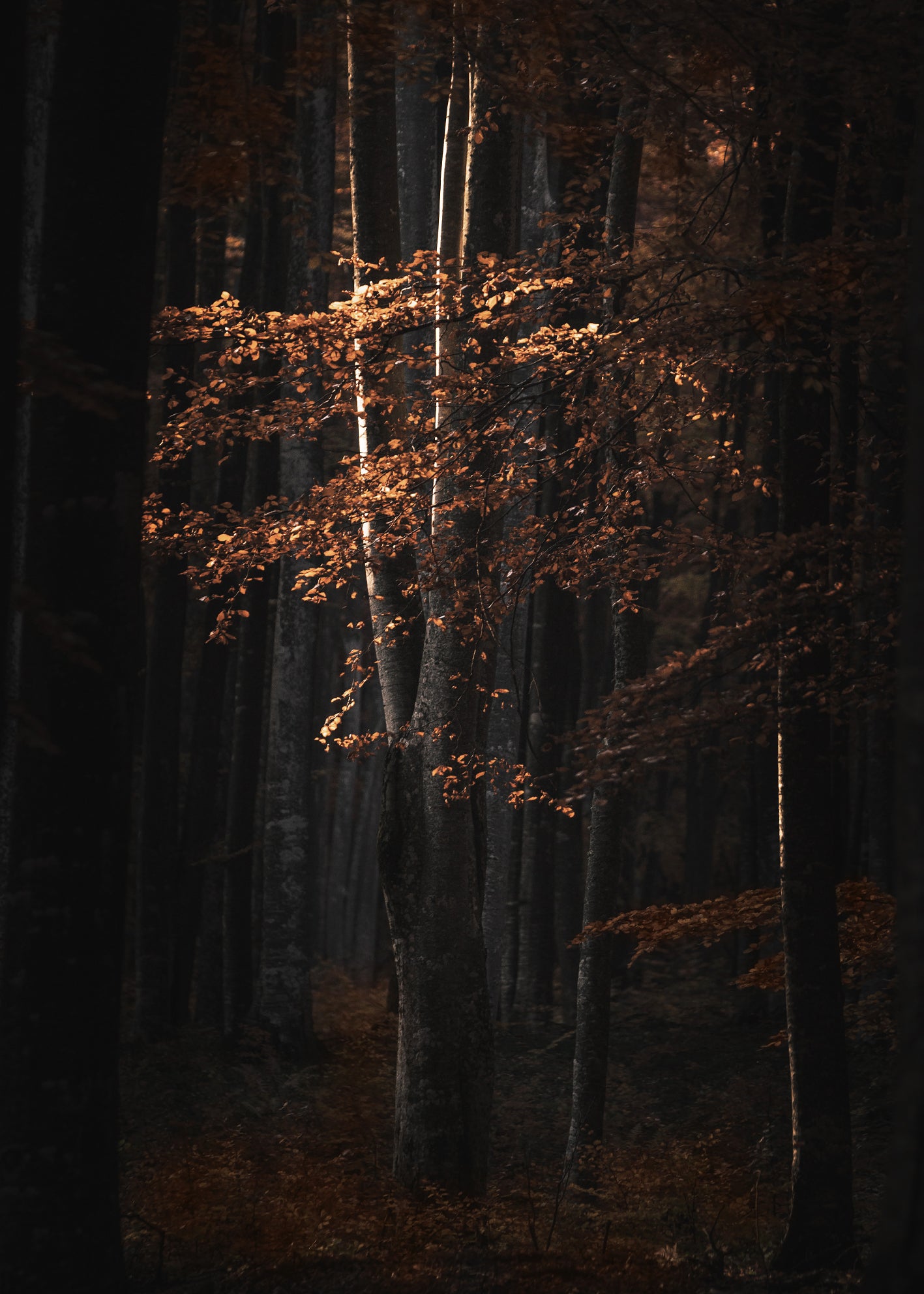 Ljuddämpande tavla  - Golden Tree