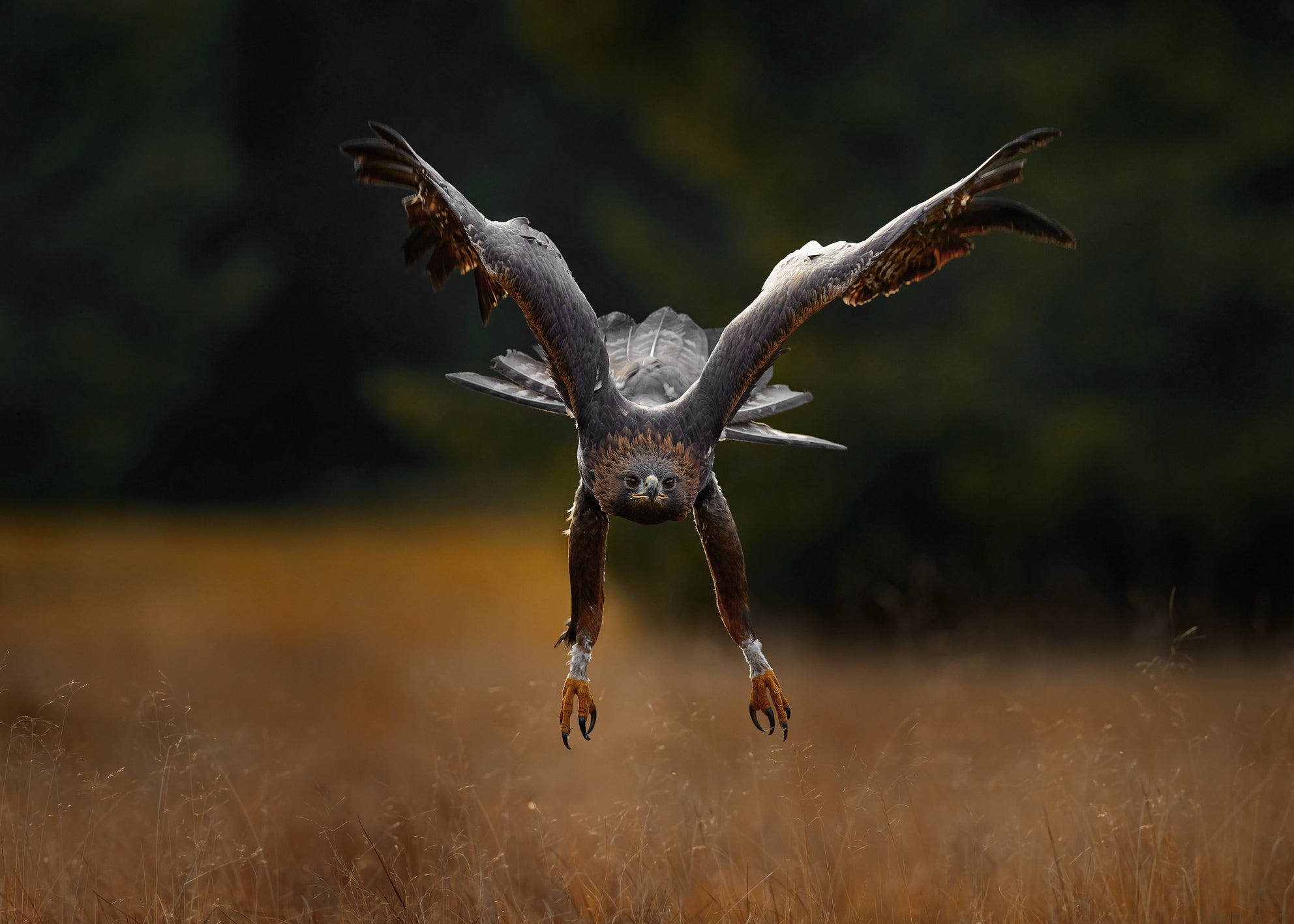 Ljuddämpande tavla - Wings of Power