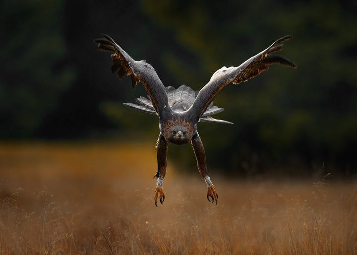 Ljuddämpande tavla - Wings of Power