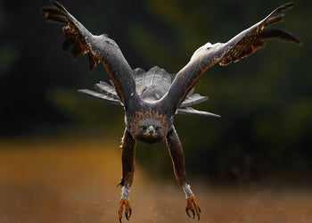 Ljuddämpande tavla - Wings of Power