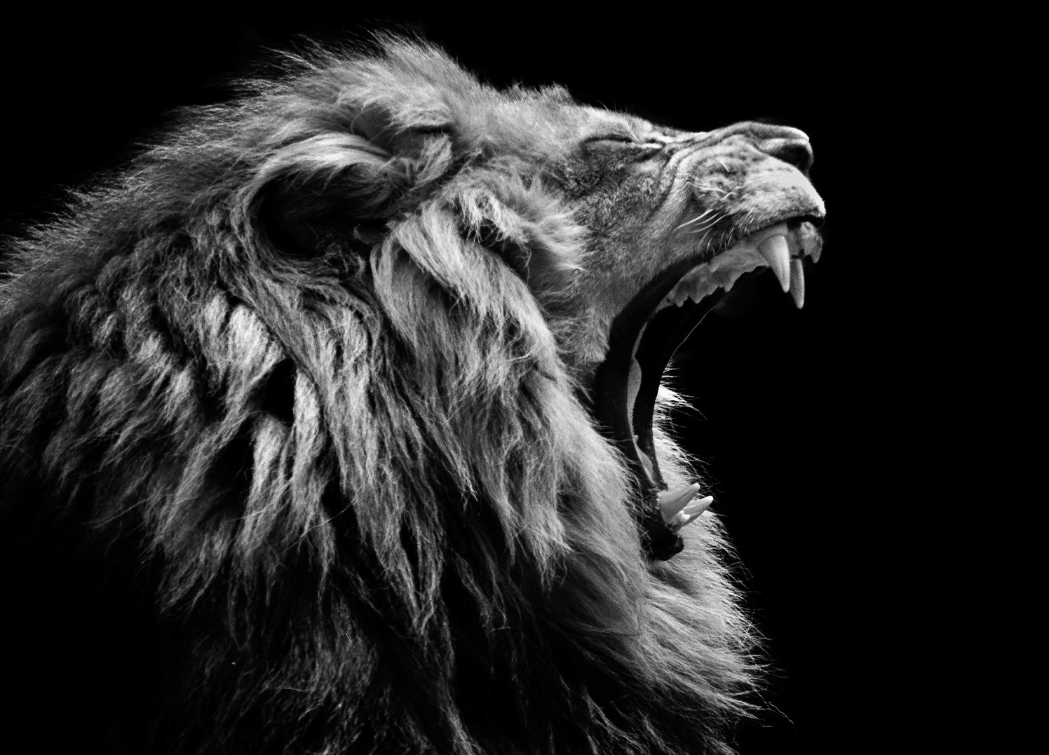 Canvastavla - Roar