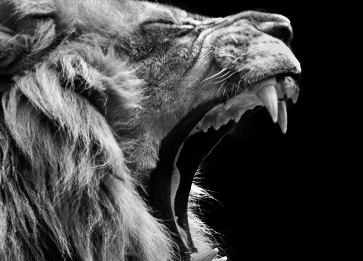 Canvastavla - Roar