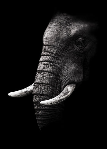 Canvastavla - The White Elephant