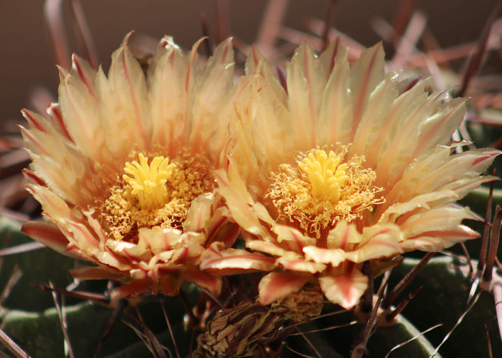 Canvastavla - Ferocactus (70x100)