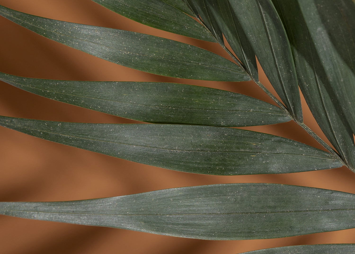Canvastavla - Palm Shadows (50x70)