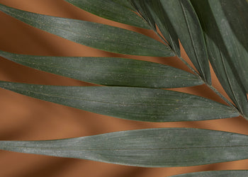 Canvastavla - Palm Shadows (50x70)