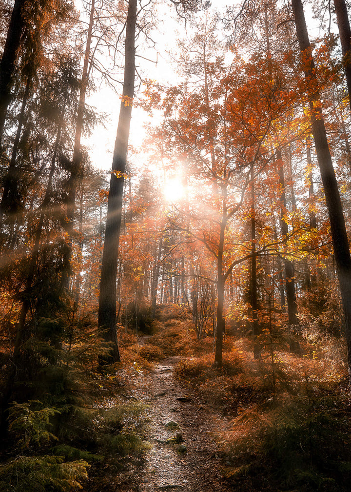 Ljuddämpande tavla - Whispers of the Woods