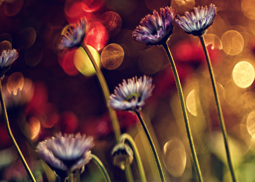 Canvastavla - Dandelions