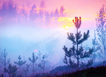 Canvastavla - Sunrise in Forest (70x100)