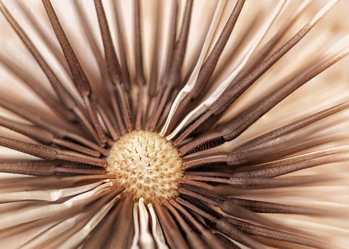 Canvastavla - Dry Dandelion (80x120)