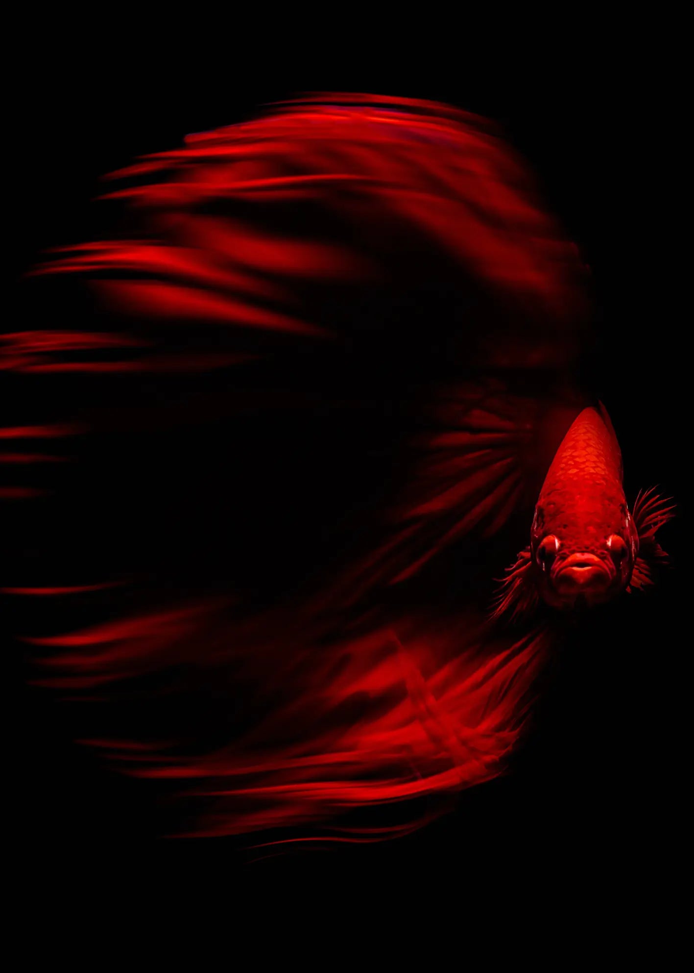 Ljuddämpande tavla - The Red Whisper