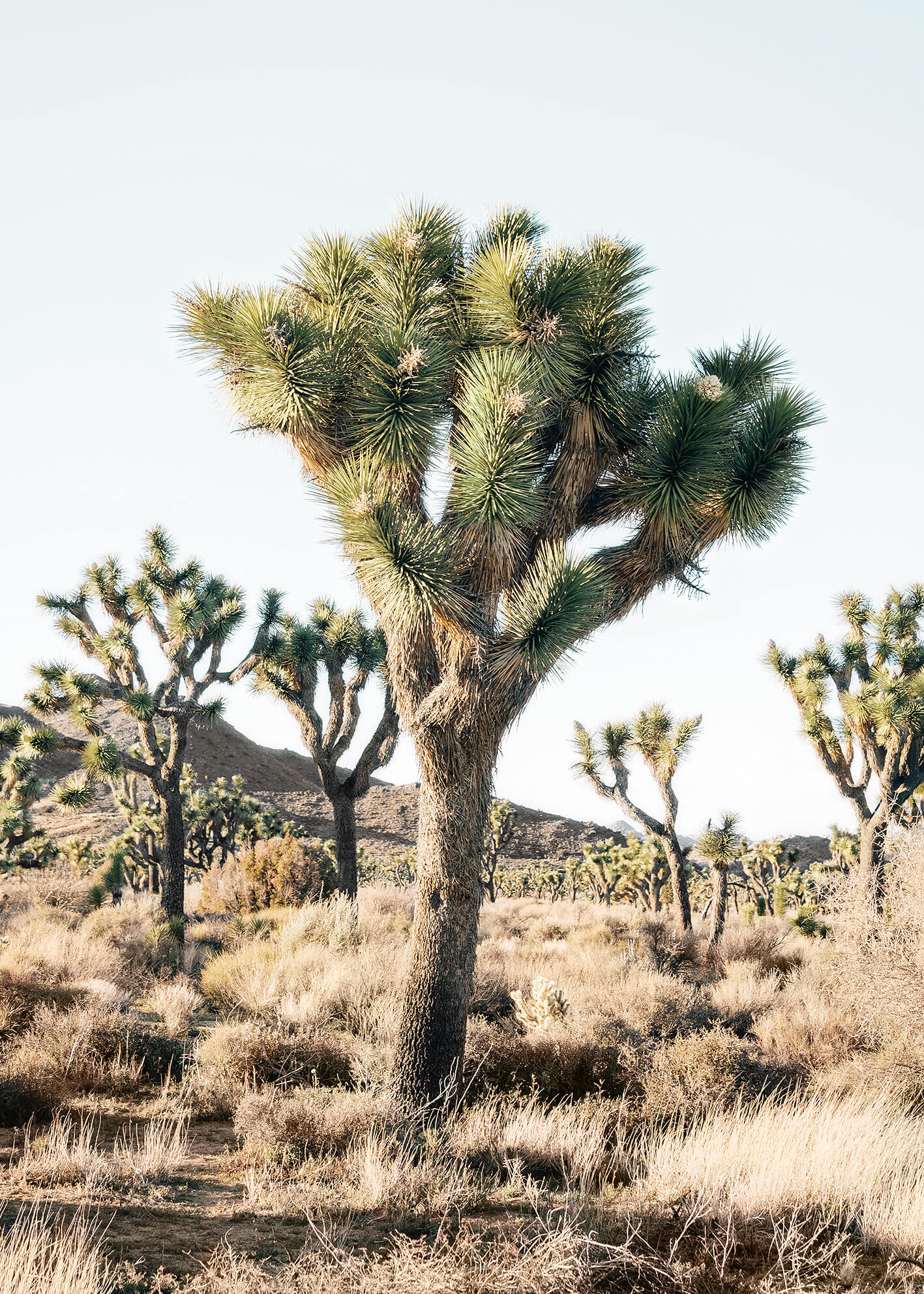 Canvastavla - Joshua trees in the desert (50x70)