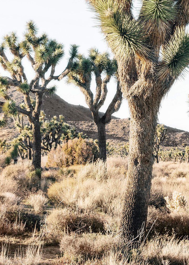 Canvastavla - Joshua trees in the desert (50x70)