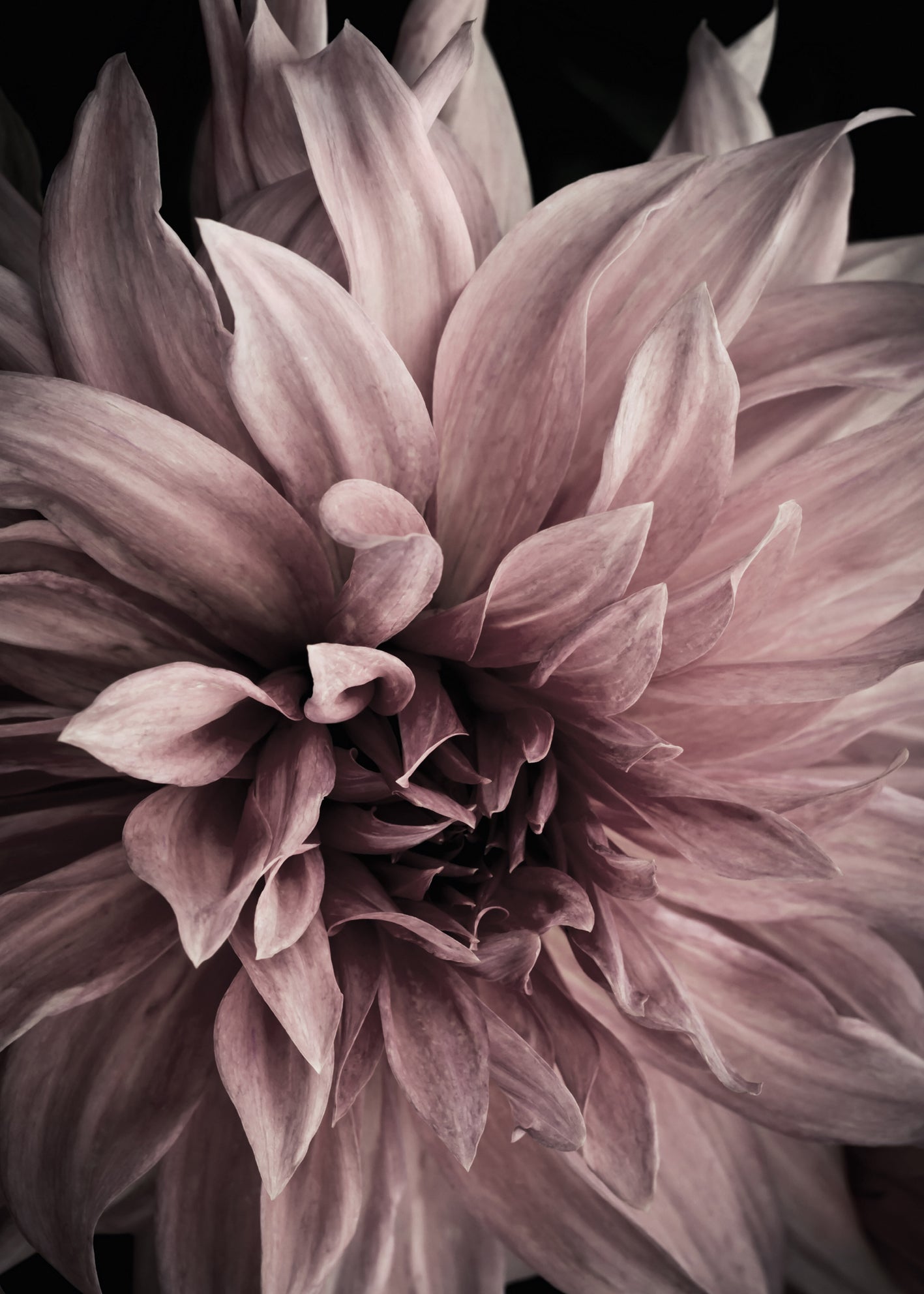 Canvastavla - Floret