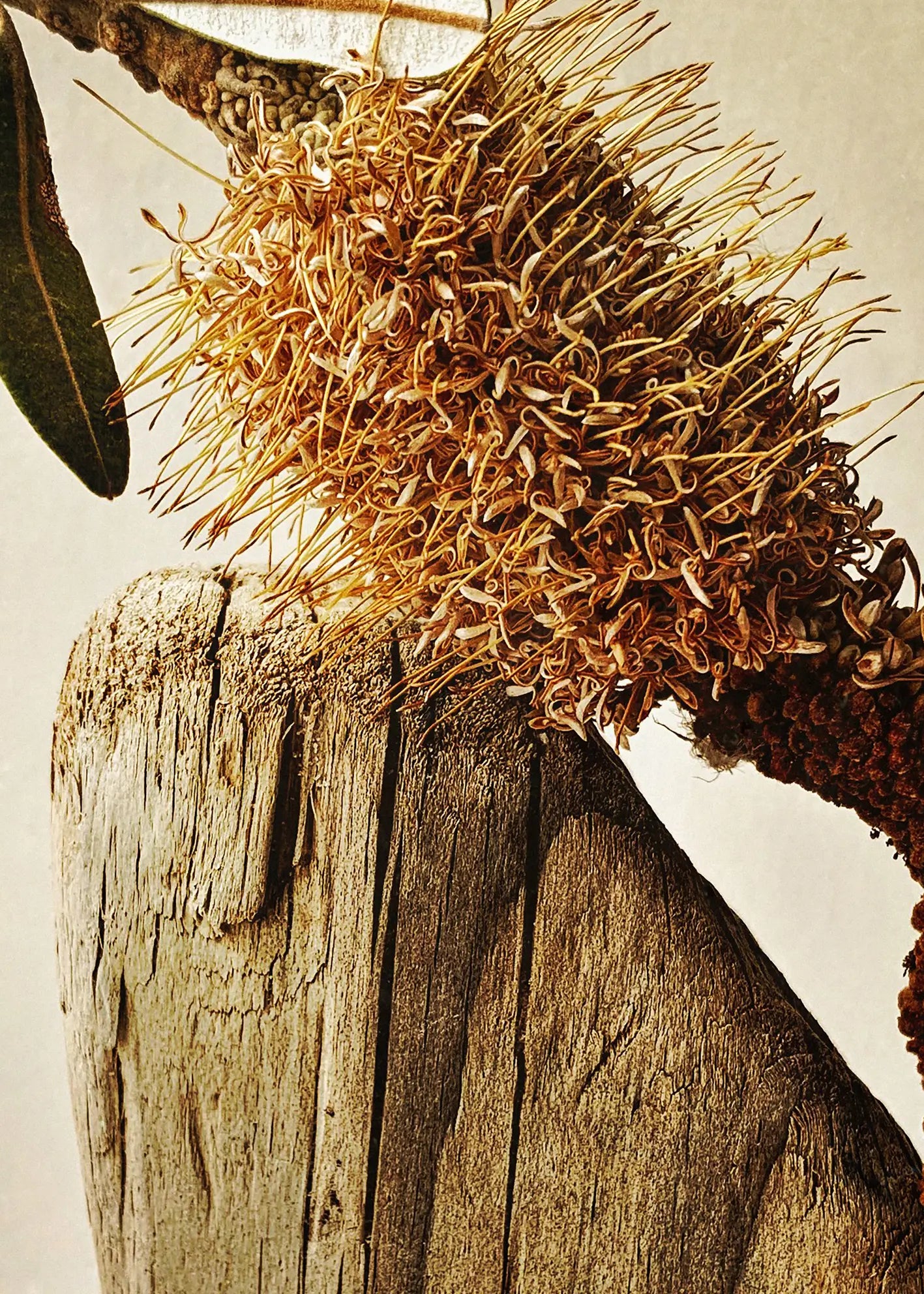 Ljuddämpande tavla - Elements of Nature