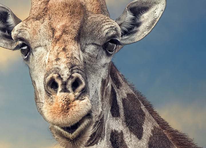Canvastavla - Giraffe (80x120)