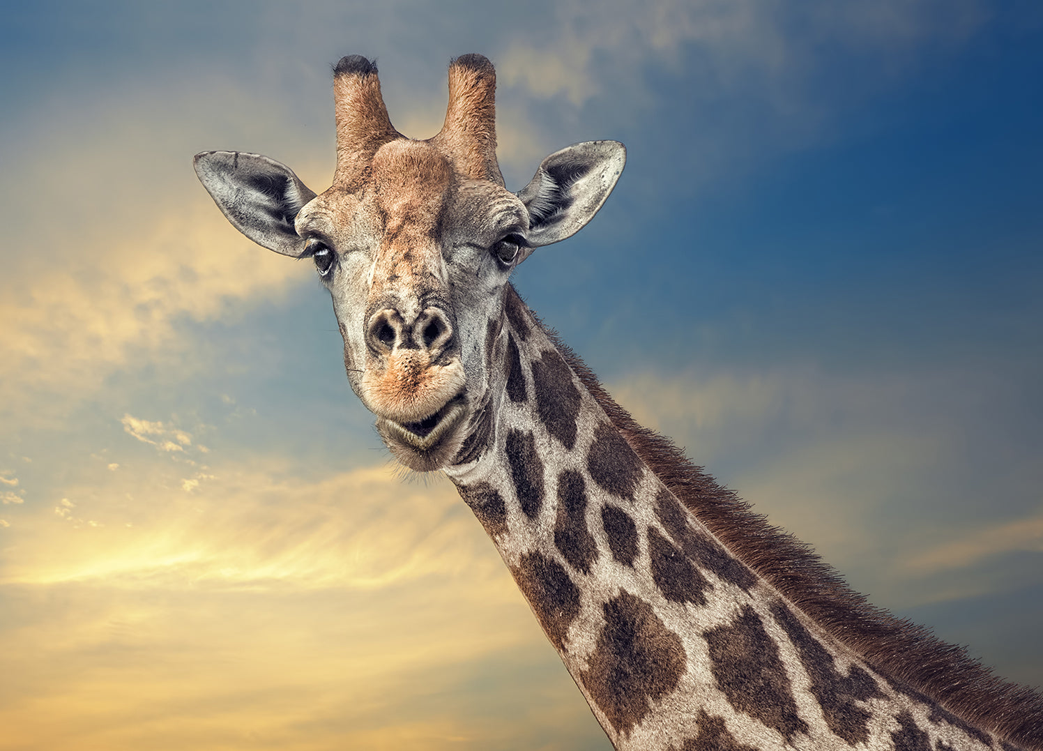 Canvastavla - Giraffe (80x120)