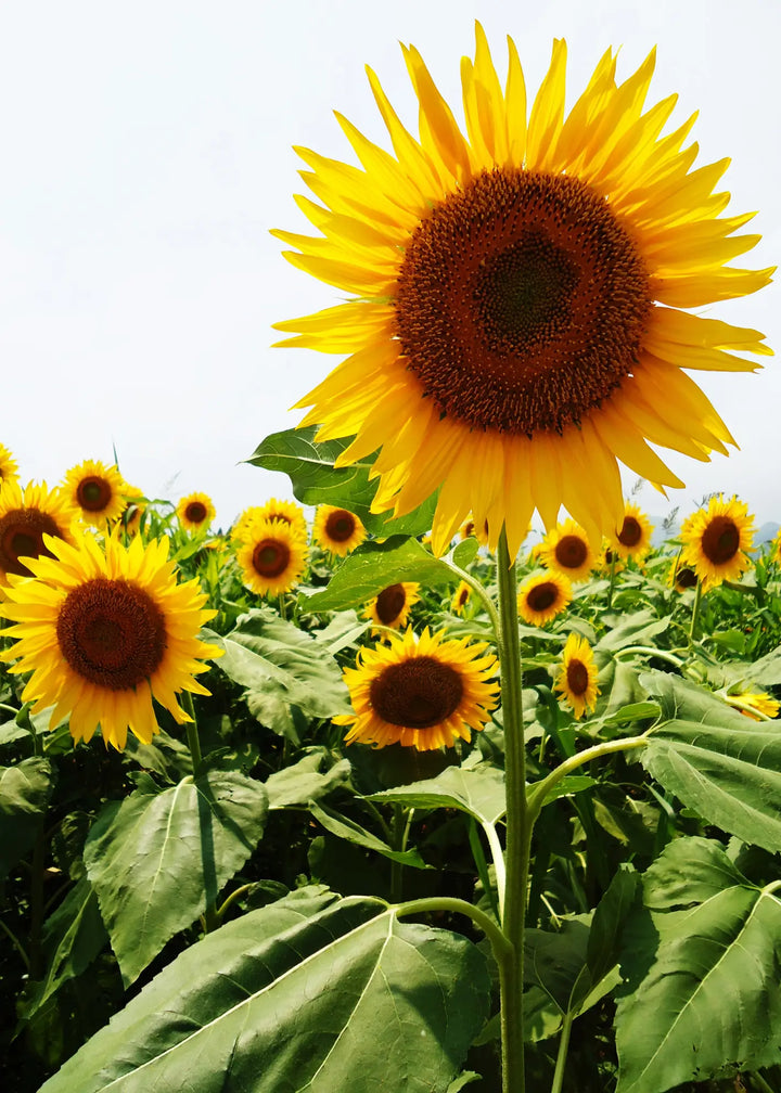 Ljuddämpande tavla - Summer’s Crown