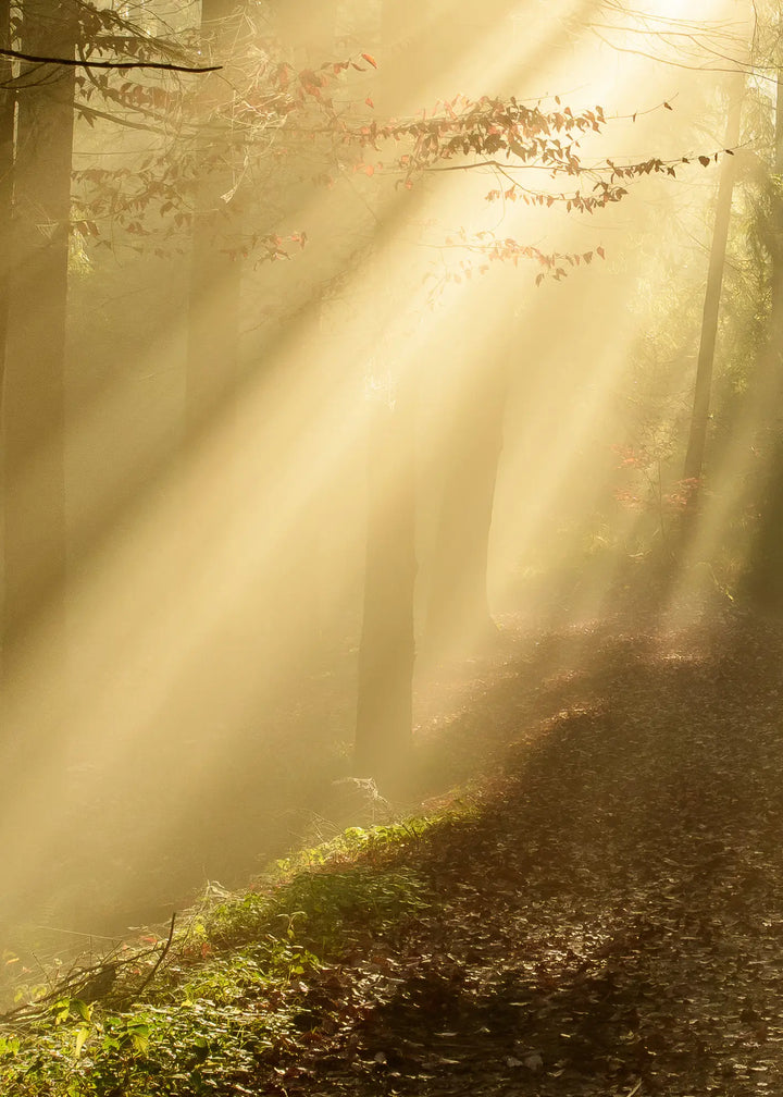 Ljuddämpande tavla - Forest Awakening