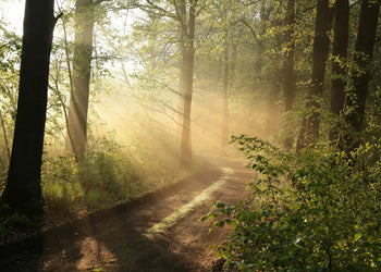 Ljuddämpande tavla - Nature’s Stillness