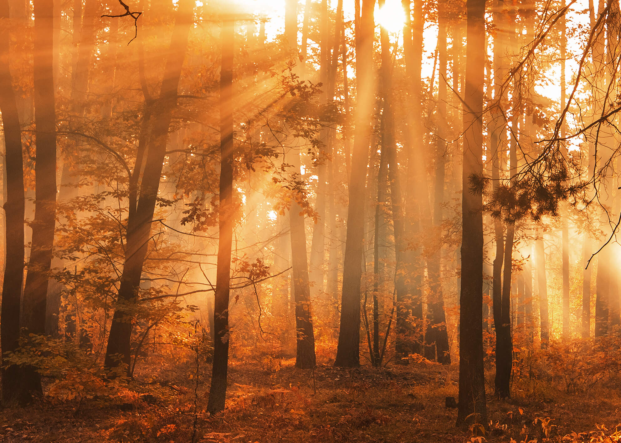 Canvastavla - Sunny Forest (50x70)