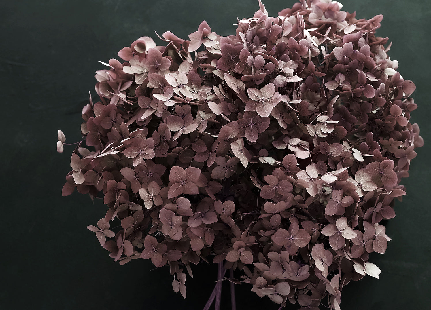 Canvastavla - Hortensia (50x70)