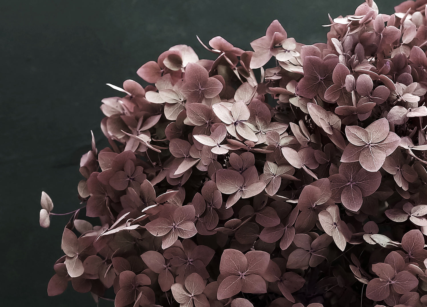 Canvastavla - Hortensia (50x70)