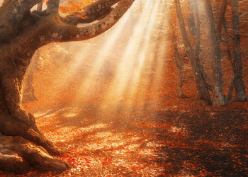 Ljuddämpande tavla - Sunlit Grove