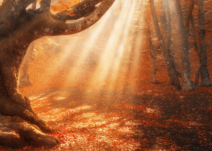 Ljuddämpande tavla - Sunlit Grove