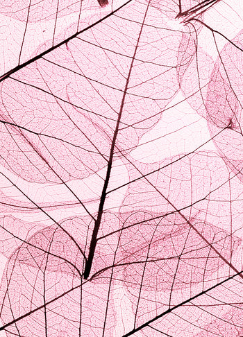 Canvastavla - Leafs (100x150)