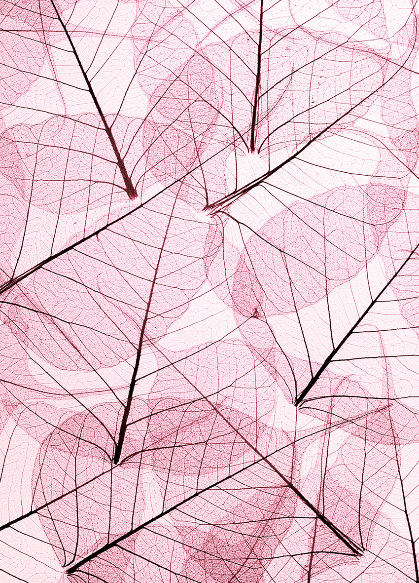 Canvastavla - Leafs (100x150)