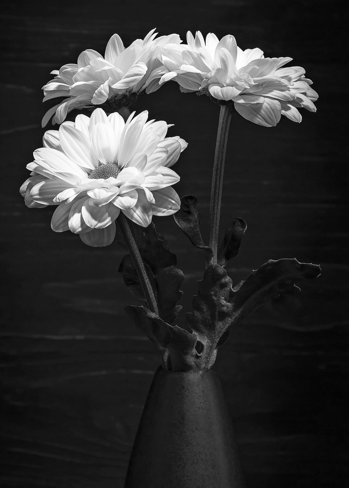 Canvastavla - Daisy flower