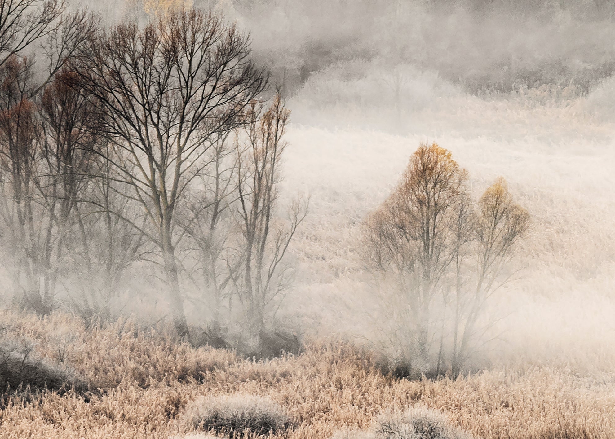 Canvastavla - Misty Grove  (80x120)