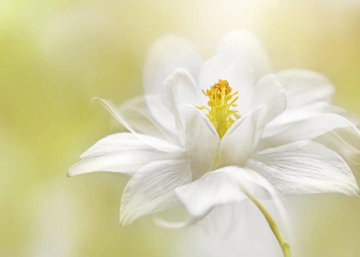 Ljuddämpande tavla  - White Blossom